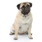 ro 2024 09 mopsz