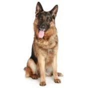 ro 2024 09 nemetjuhasz