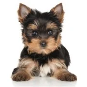 ro 2024 09 puppy Yorkshire Terrier