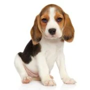 ro 2024 09 puppy beagle