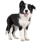 ro 2024 09 puppy border collie