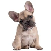 ro 2024 09 puppy francia bulldog