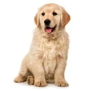 ro 2024 09 puppy golden retriever