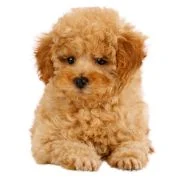 ro 2024 09 puppy uszkar