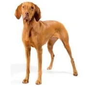 ro 2024 09 vizsla