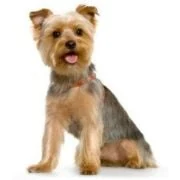 ro 2024 09 yorkshiere terrier