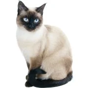 ro 2024 11 Siamese