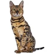 ro 2024 11 bengal cat