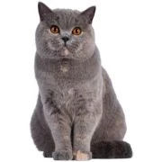 ro 2024 11 british shorthair