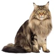 ro 2024 11 maine coon