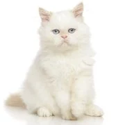 ro 2024 11 persian