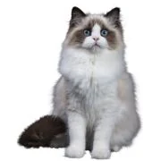 ro 2024 11 ragdoll