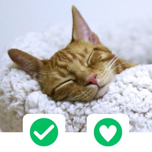 ro 2025 09 CricksyCat fejlesztve 1