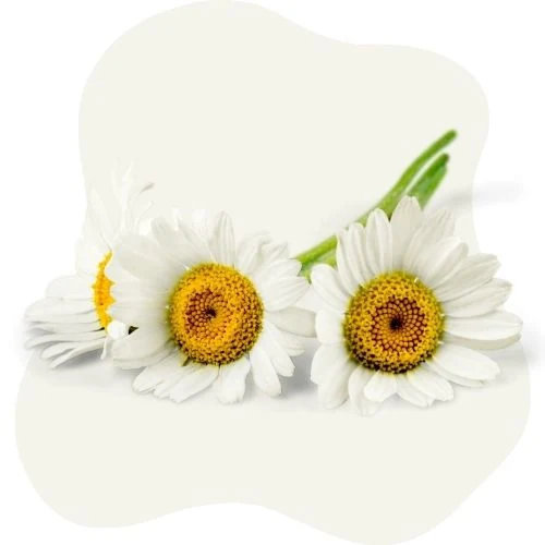 ro 2025 09 chamomile