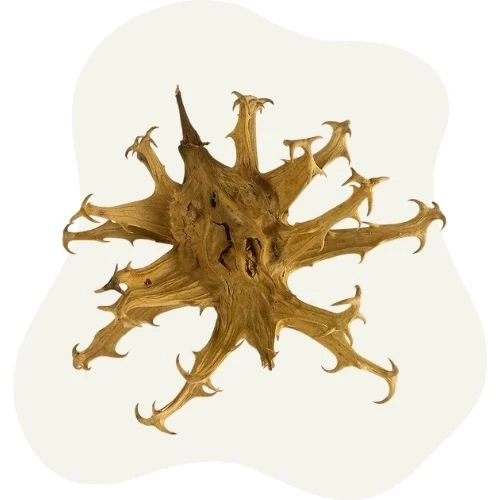 ro 2025 09 devil claw