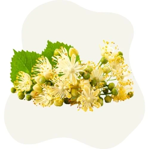 ro 2025 09 linden