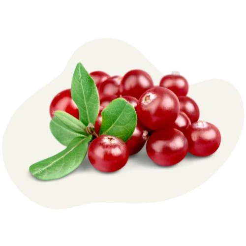 ro 2025 09 red cranberry
