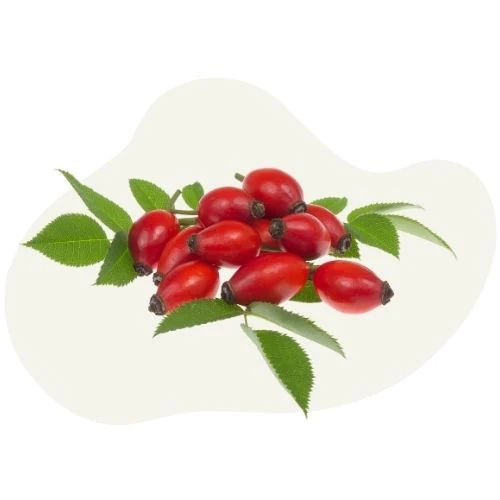 ro 2025 09 rosehip