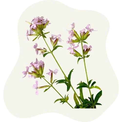 ro 2025 09 soapwort